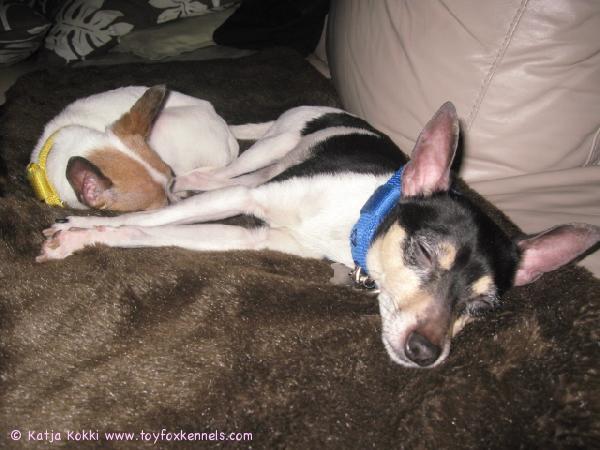 Mocca & Blackie tirsoilla.