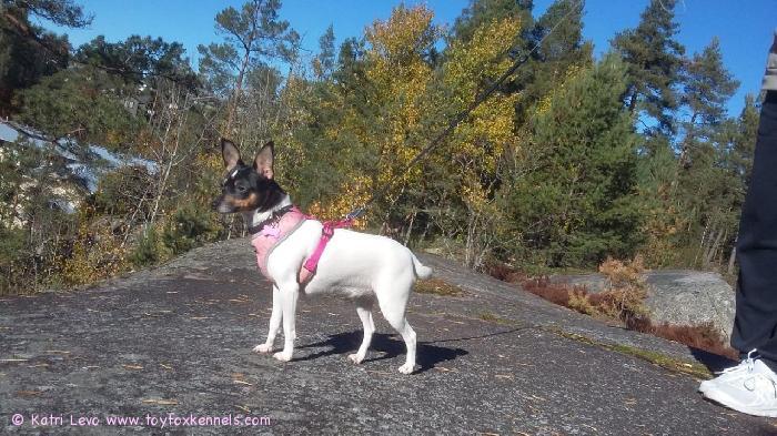 Susu ja syksyn värit.