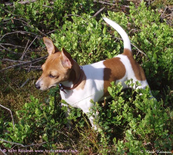 Kesäisiä terveisiä Imatralta, 'PR' Dunkel's Haniel aka Tyyne nauttii kesästä aivan täysillä, erityisesti mökkillä vapaana temmeltämisestä! :)