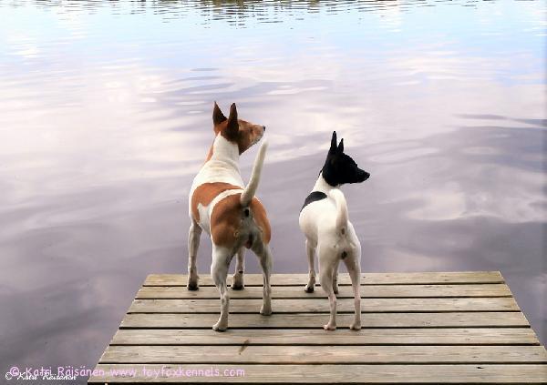 Syystunnelmissa 'PR' Dunkel's Haniel aka Tyyne sekä 'PR' Dunkel's Flora aka Taimi.