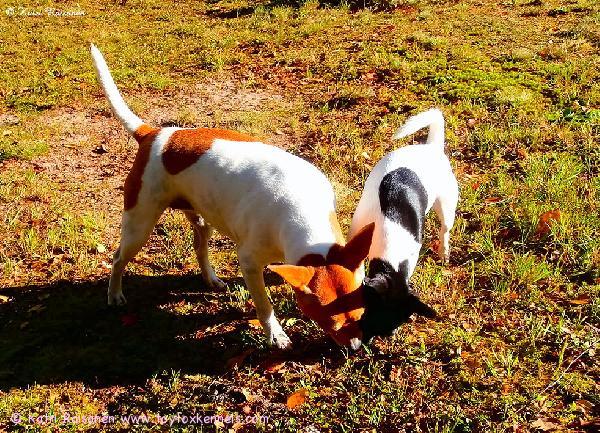 Syystunnelmissa 'PR' Dunkel's Haniel aka Tyyne sekä 'PR' Dunkel's Flora aka Taimi.