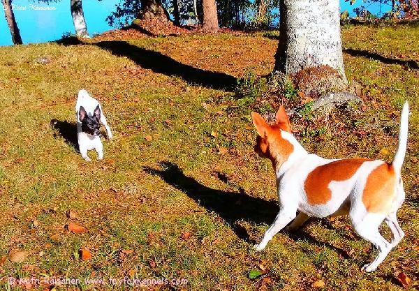 Syystunnelmissa 'PR' Dunkel's Haniel aka Tyyne sekä 'PR' Dunkel's Flora aka Taimi.