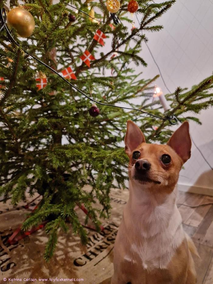 Hyvän joulun toivotus Doralta!