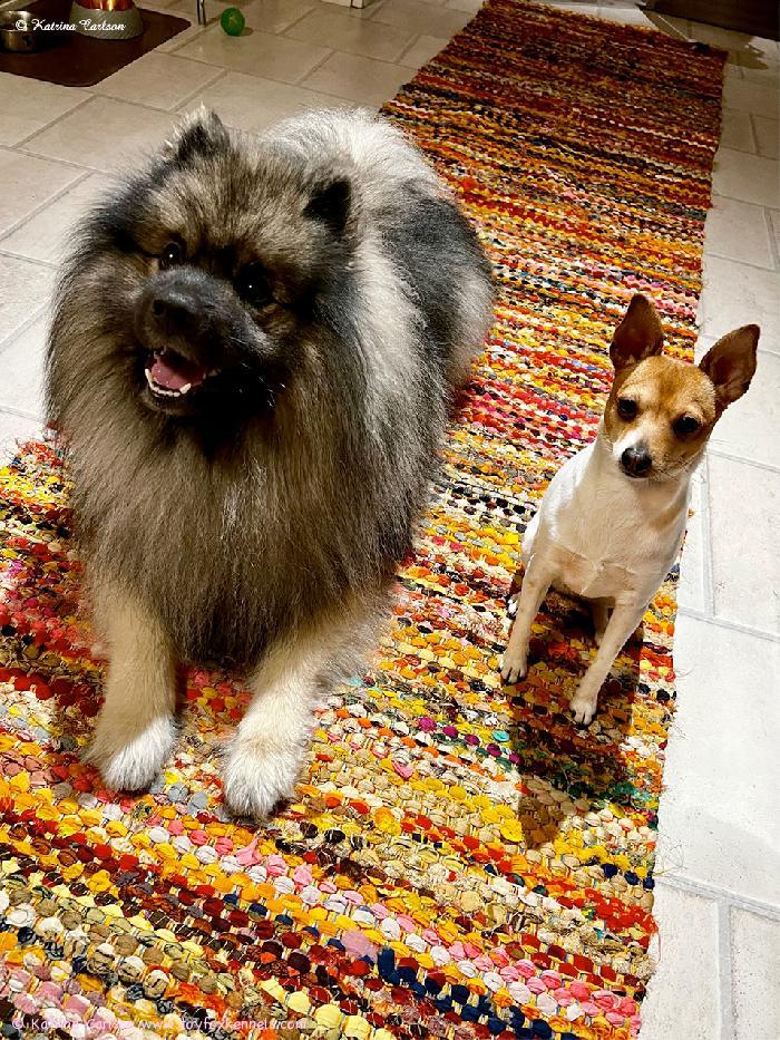 Amerikankääpiöterrieri Dunkels Pandora Maresa aka Dora ja paras kaverinsa keeshond Ruffe.