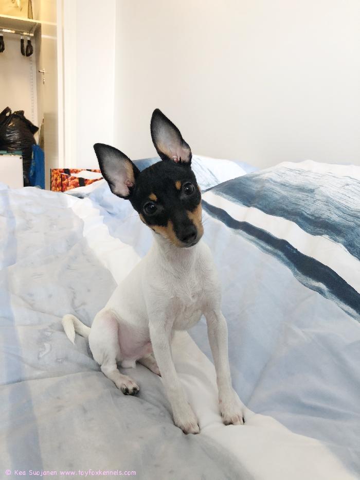 Muuttoapulainen ’PR’ Dunkel’s Pietro Adrian aka Punda!