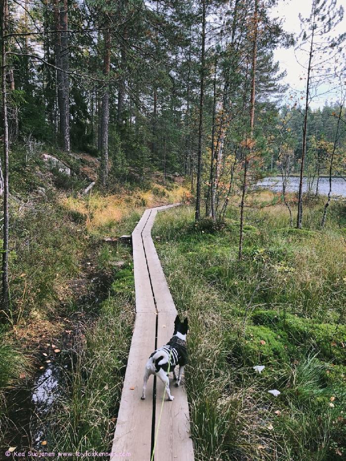 Punda metsävaelluksella.