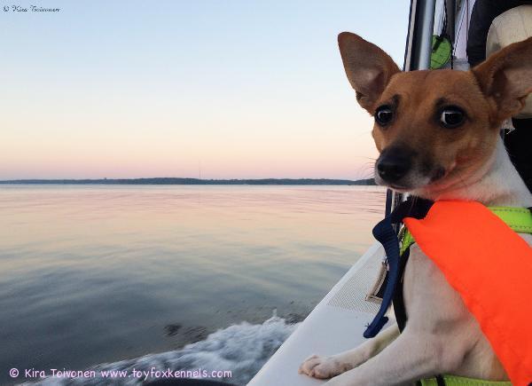 Ulappa kutsuu!
Merelliset heinäkuun terveiset lähettää Toy Fox Terrier Kennelin kasvatti,
kaunis nuori narttukoira 'PR' Dunkel's Pookie aka Laika!