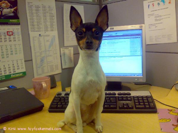 Luna (Dunkel's Valentina) lähettää, kaiken aherruksen keskeltä, kaikille sisaruksille ja muille sukulais koiruuksille keväiset terveiset!