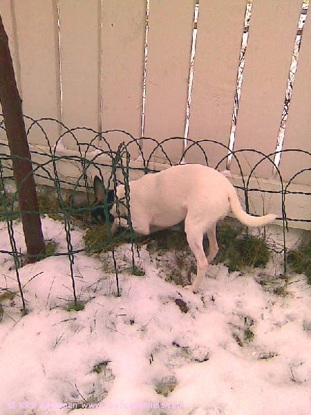 Luna kaivaa myyrää kolostaan.