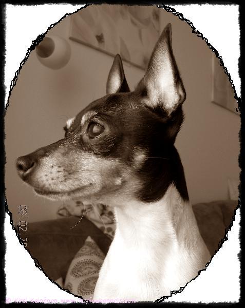 Luna, Osku ja me kaksijalkaiset toivotamme Farmi Dunkelille oikein iloista Pääsiäistä =)