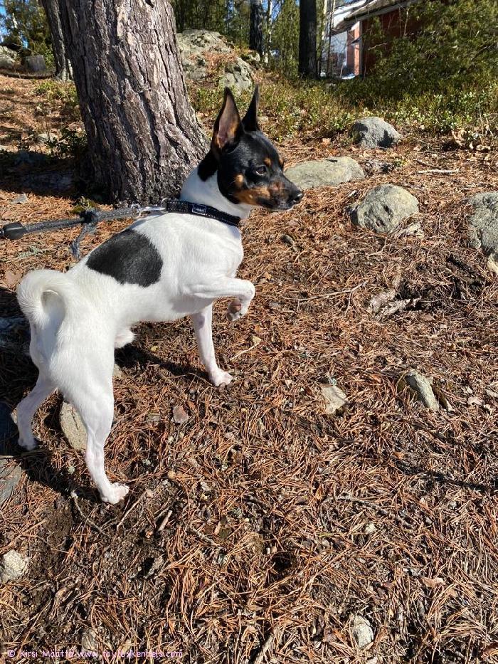 Terveiset Pirkkalasta! Päästiin tänään haistelemaan sulanutta maata keväisessä säässä. T. Elmo tasan 1v