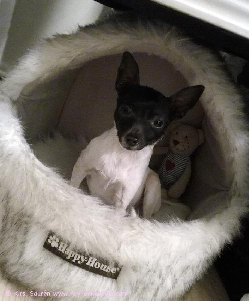 Pikku hurmuri 'PR' Dunkel's Amos aka Amos.