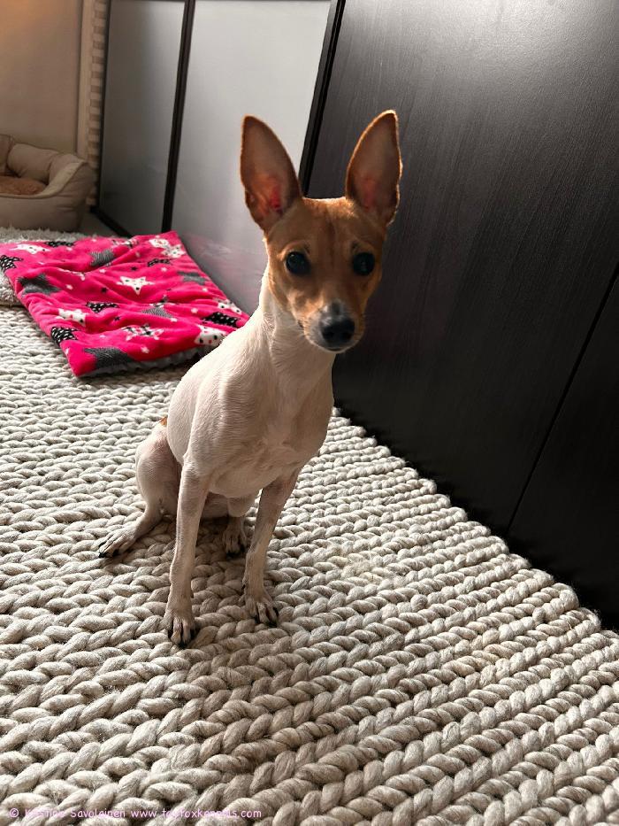 Hyvää Joulua Pepiltä!