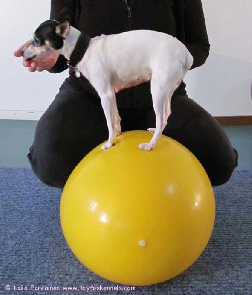 Munkki tyttö doboilee