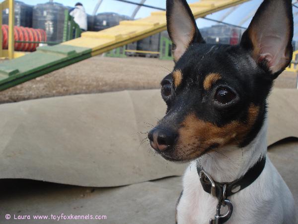 Anne agilitytreeneissä.