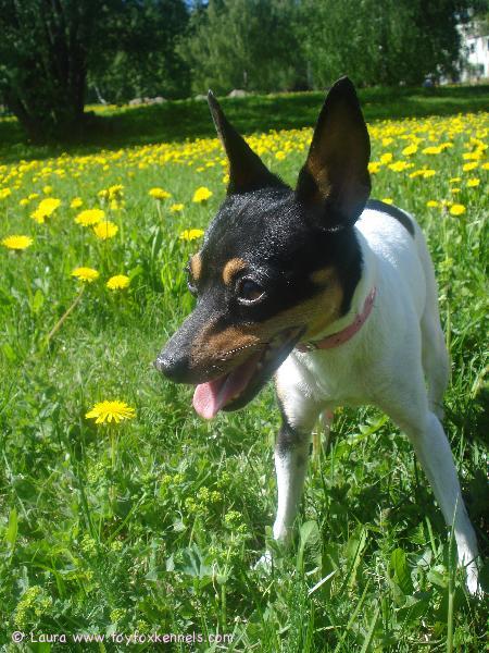 Anne kesäisissä tunnelmissa