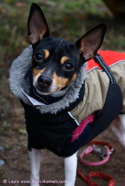 'PR' Dunkel's Lady Anne 31.10