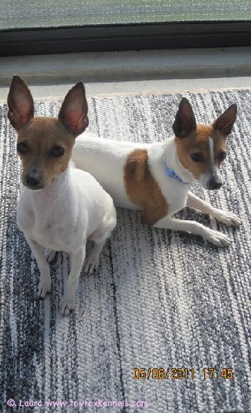 Inga ja Napo parvekkeella. :)