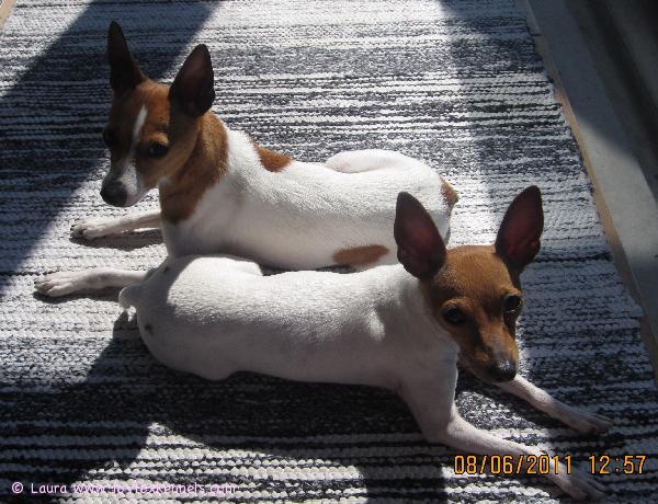 Parvekkeella on mukava makoilla. =) Inga ja Napo.