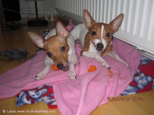 Inga ja Napo porkkanan kimpussa! :)