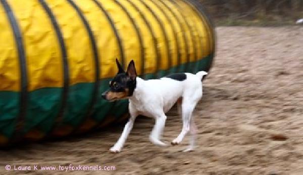 Anne agilitytreeneissä