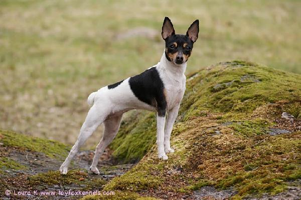 'PR' Dunkel's Lady Anne