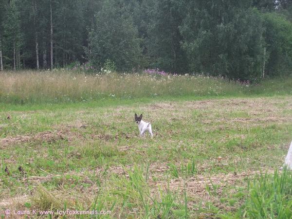 Anne etsimässä hiiriä!