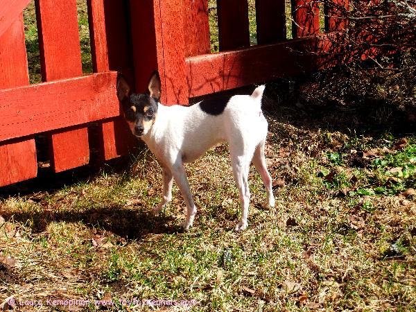 Dunkel's Lady Anne 25.4.2012