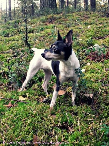 Anne lähettää syysterveiset!