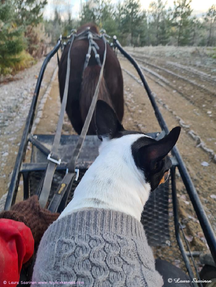 Pontevia terveisiä lähettää Toy Fox Terrier Kennelin kasvatti ‘PR‘ Dunkel‘s Boss Spendor aka Pomo, pollen kyydistä tottakai! 