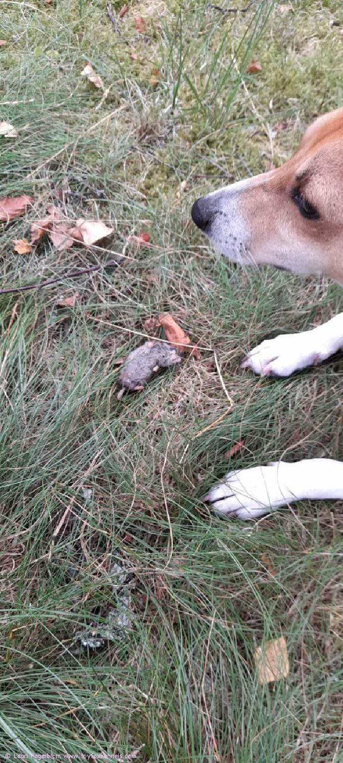 Bruno Suuri Metsästäjä!