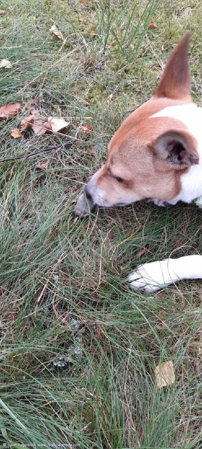 Bruno Suuri Metsästäjä!