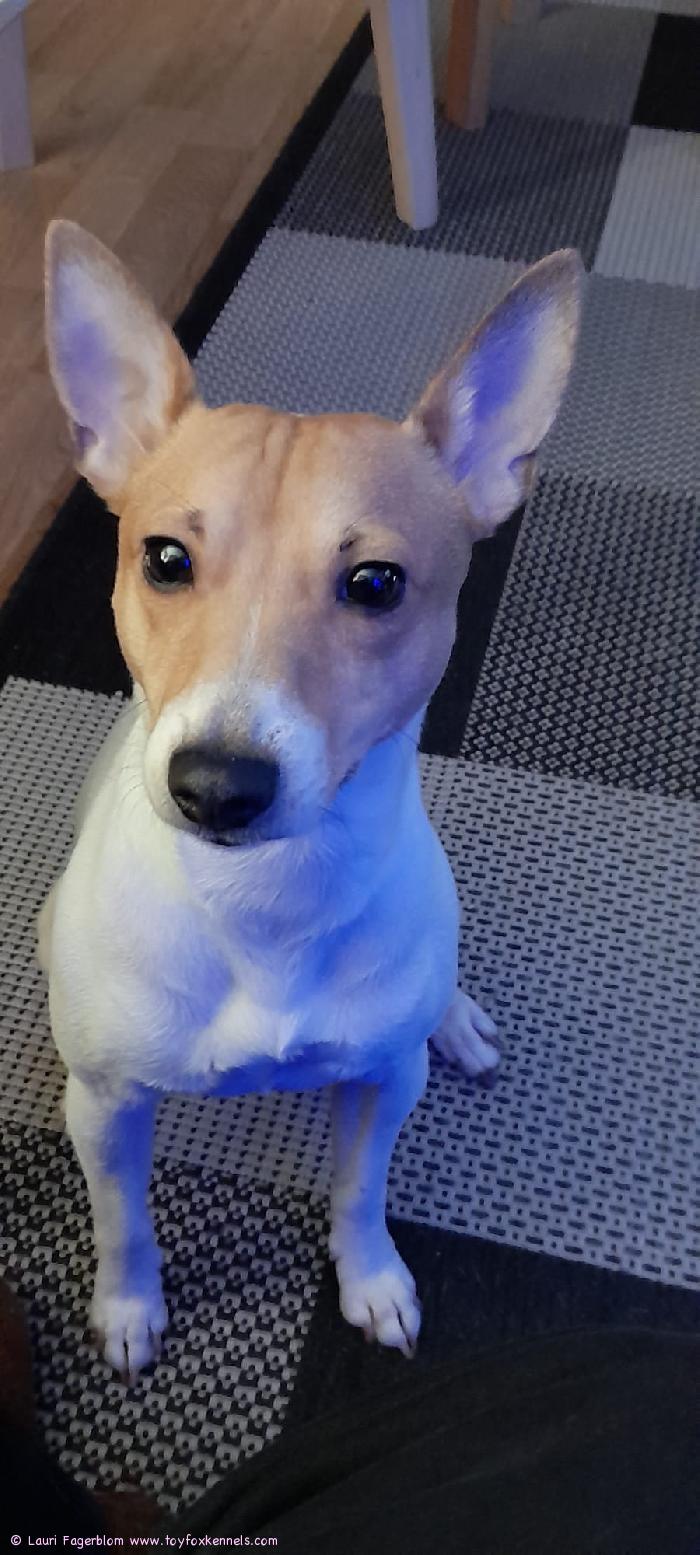 Hauskaa Joulua terv:Bruno