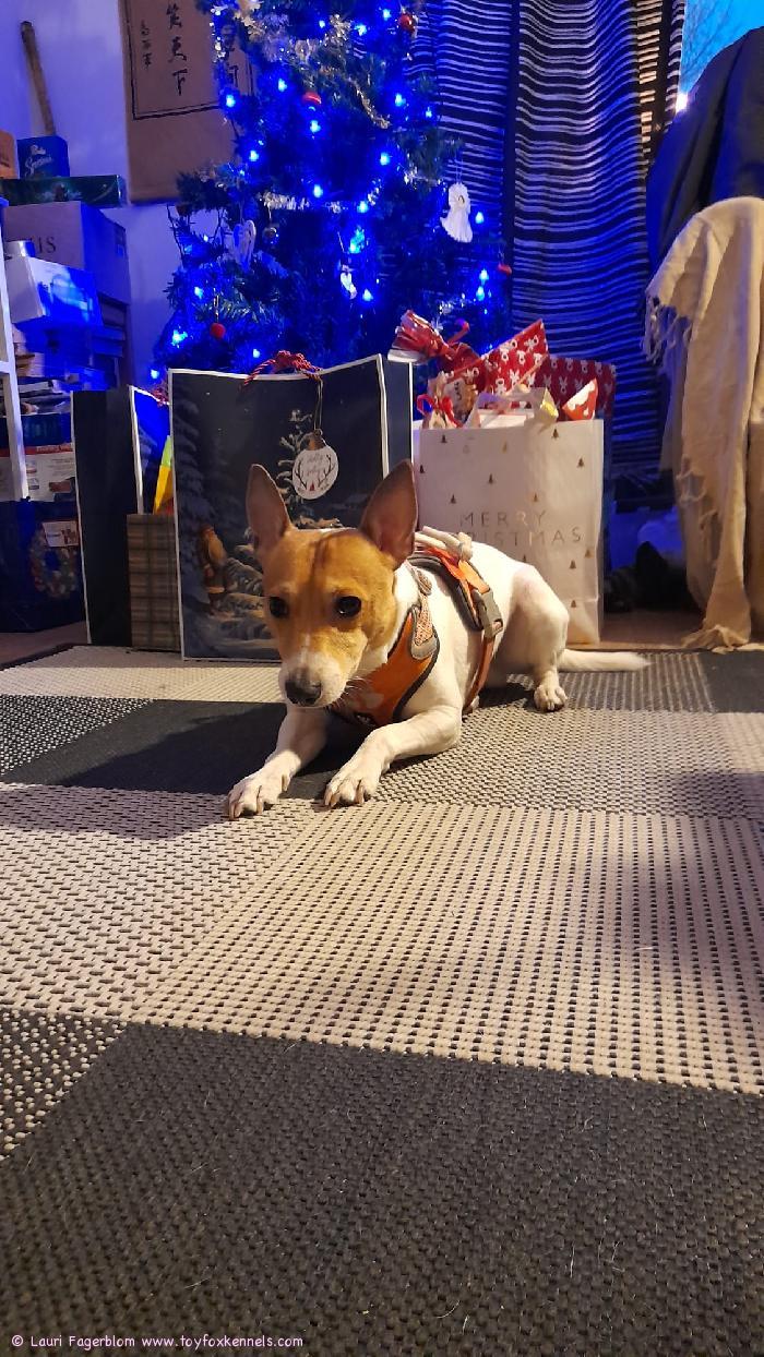 Hauskaa Joulua T:Bruno