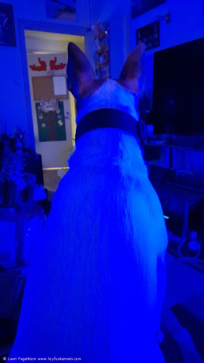 Hauskaa Joulua terv Bruno