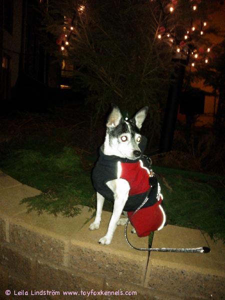 Rauhallista Joulua
Hyvää Uutta vuotta

Leila ja Kia