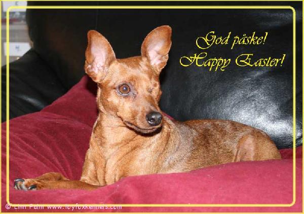 Wishing everyone a happy Easter J
 
Our little min pin Kayla is our model this time, resting on her favourite pillow J
 
*************
Linn Palm
www.pinscherstyle.com