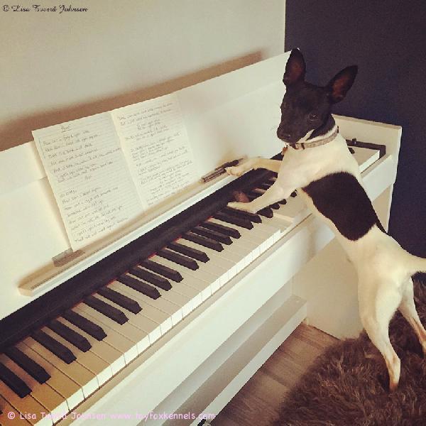 'PR' Dunkel's Zaki aka Burre on aikamoinen pianisti!