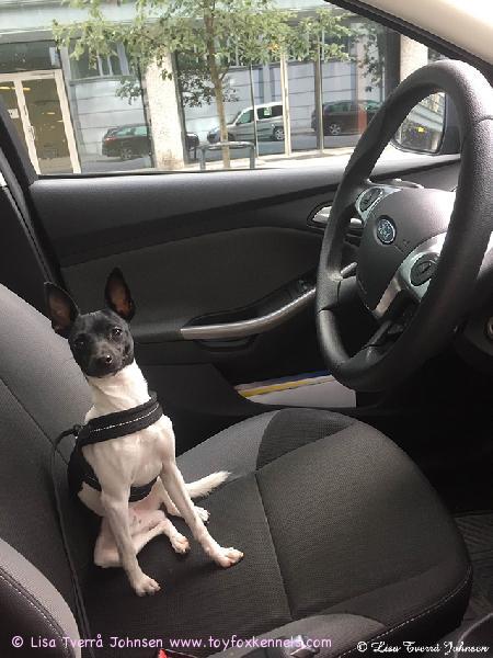 'PR' Dunkel's Zaki aka Burre auto-turvavaljaissaan.