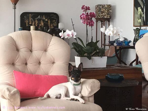 Hänen kuninkaallinen majesteettinsa 'PR' Dunkel's Peter Cottontail aka Peter Suuri - His Royal Highness Peter the Great.