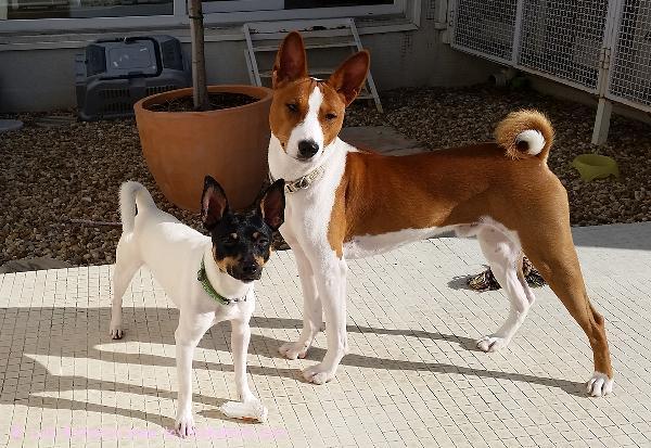 'PR' Dunkel's Peter Cottontail aka Peter uudessa kodissaan Portugalissa!