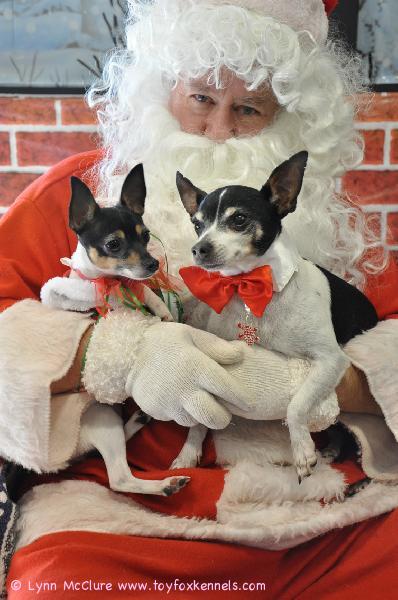 Ystävämme Lynn McClure USA:sta lähetti ihania joulukuvia koiristaan!