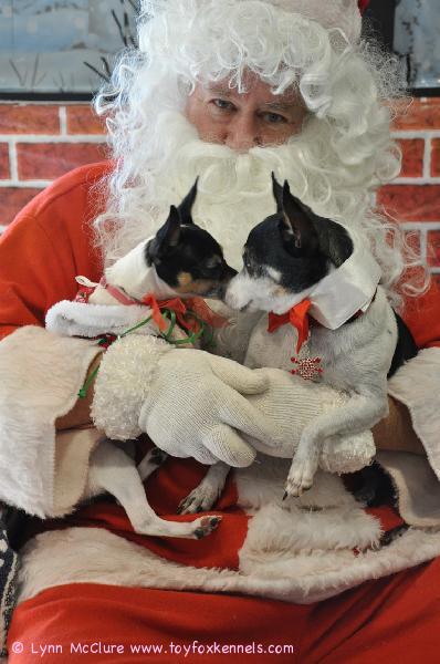 Kuvissa amerikankääpiö-
terrieri Brenda Lee sekä rottaterrieri Ace ovat joulupukin sylissä.