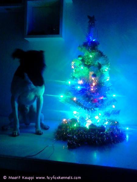 Rauhallista Joulua! T. Maarit, Laura, Teto, Teemu ja Teijo Kauppi