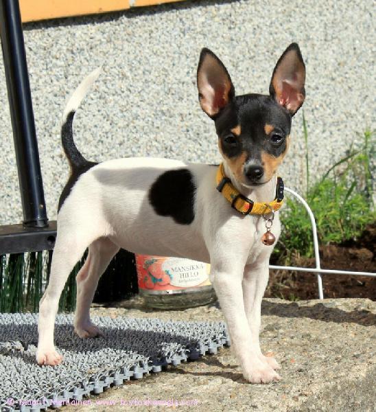 Kesää odottelee jo kovasti 'PR' Dunkel's Minerva aka Misa.