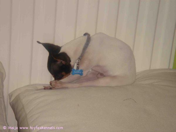 Wippe pentu nukahti patterin viereen lämpimään