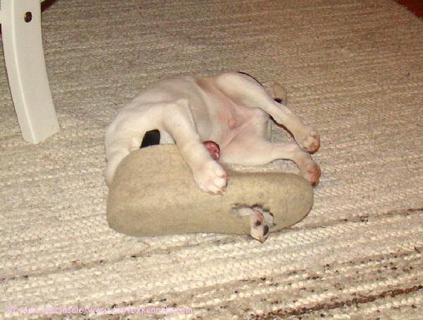 Kymmenen pisteen kysymys. Mitä kuva esittää?