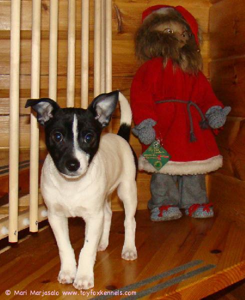 Hyvää Uutta Vuotta toivottaa Mari ja 3 kiloinen Marvin.