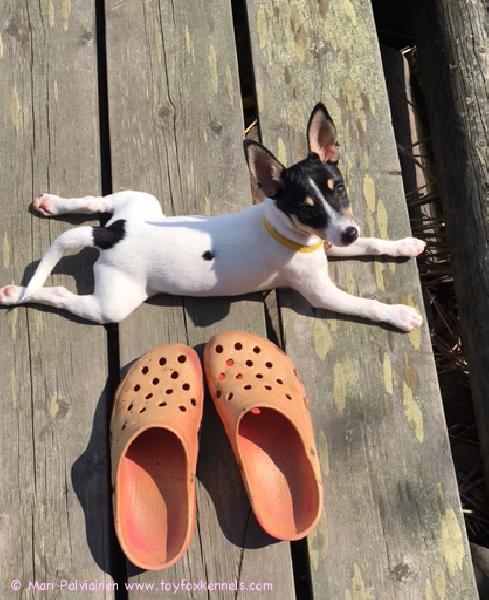 Loppukesän lämpimistä ilmoista on päässyt muiden koirien ja ihmisten tavoin nauttimaan myös Toy Fox Terrier Kennelin kasvatti 'PR' Dunkel's Nelson aka Cutsi!