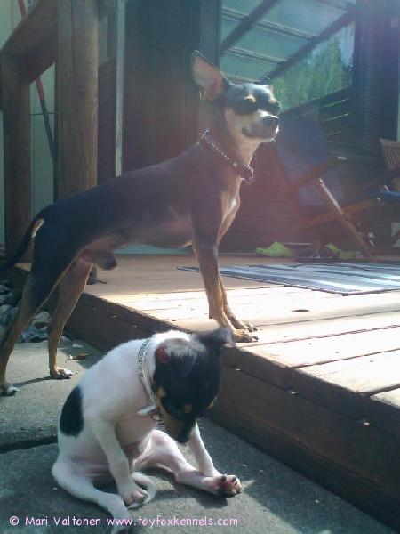 Optimus ja venäjäntoy Aston